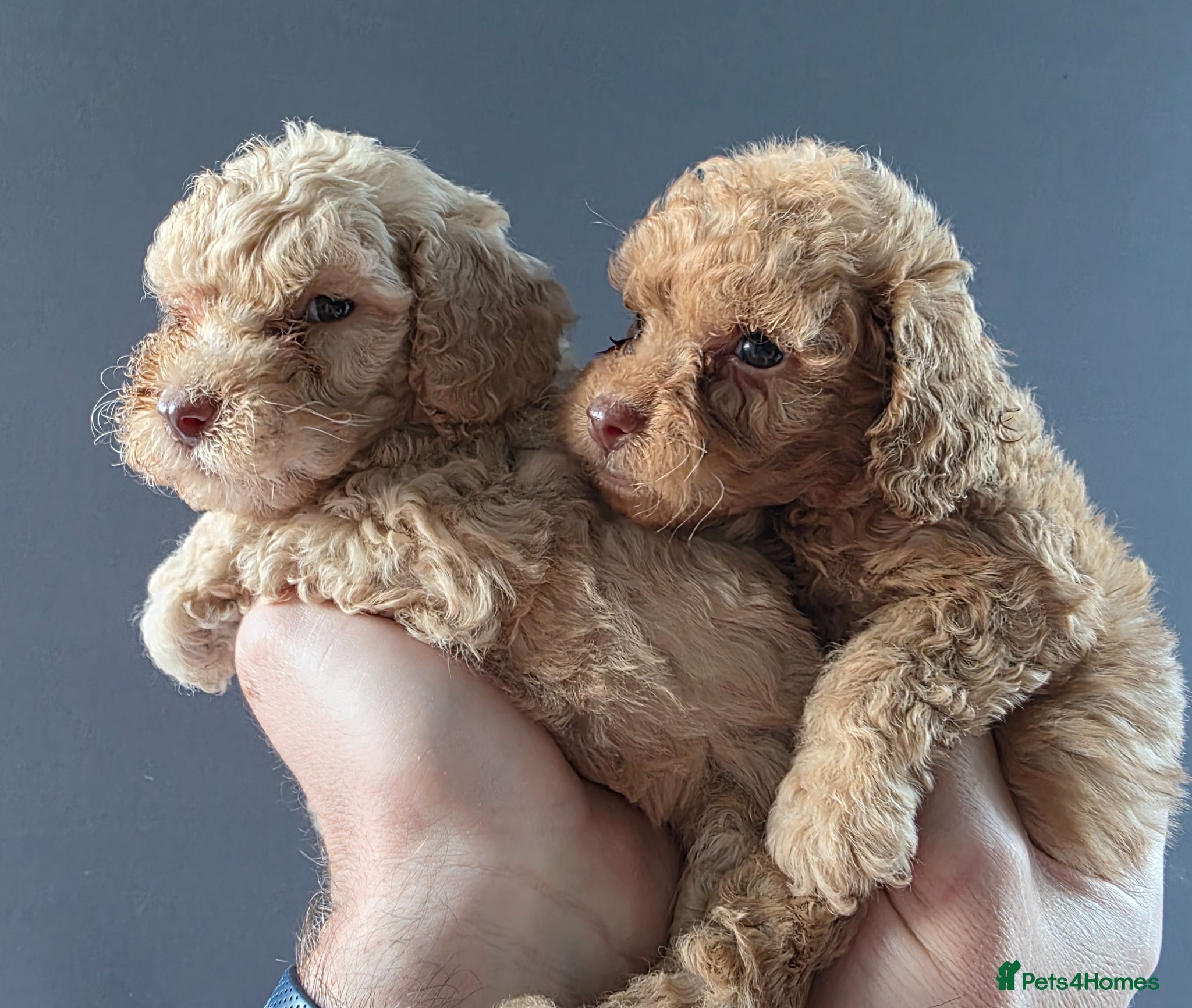 Cockapoo dogs *VIDEO* 1 boy, 1 girl F1B Cockapoos. DNA Tested. - Advert 18