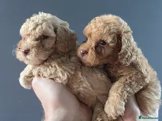 Cockapoo dogs *VIDEO* 1 boy, 1 girl F1B Cockapoos. DNA Tested. - Advert 18