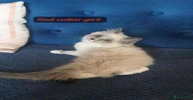 Ragdoll cats Beautiful GCCF Blue Mitted Kittens Available. - Advert 11