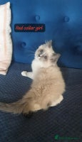 Ragdoll cats Beautiful GCCF Blue Mitted Kittens Available. - Advert 1
