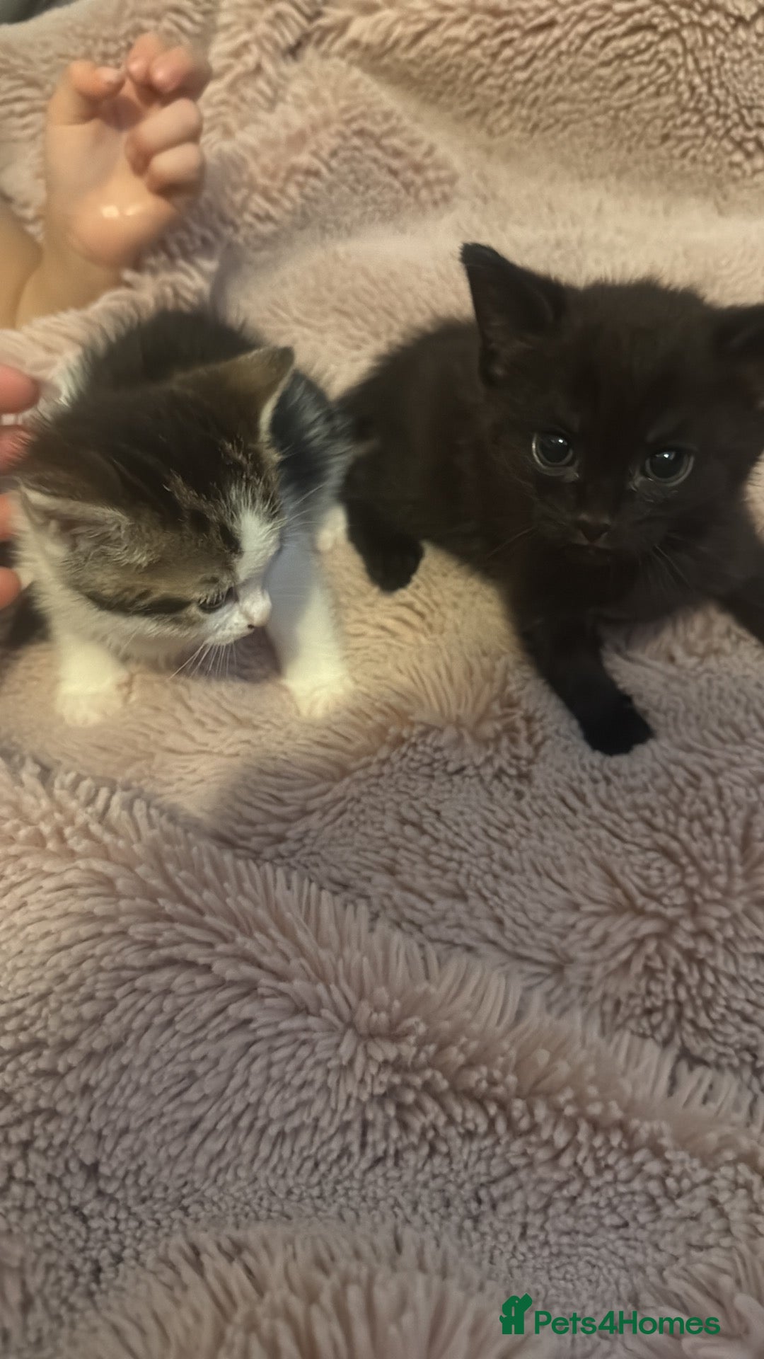 Mixed Breed cats 2 kittens for new homes - Advert 1