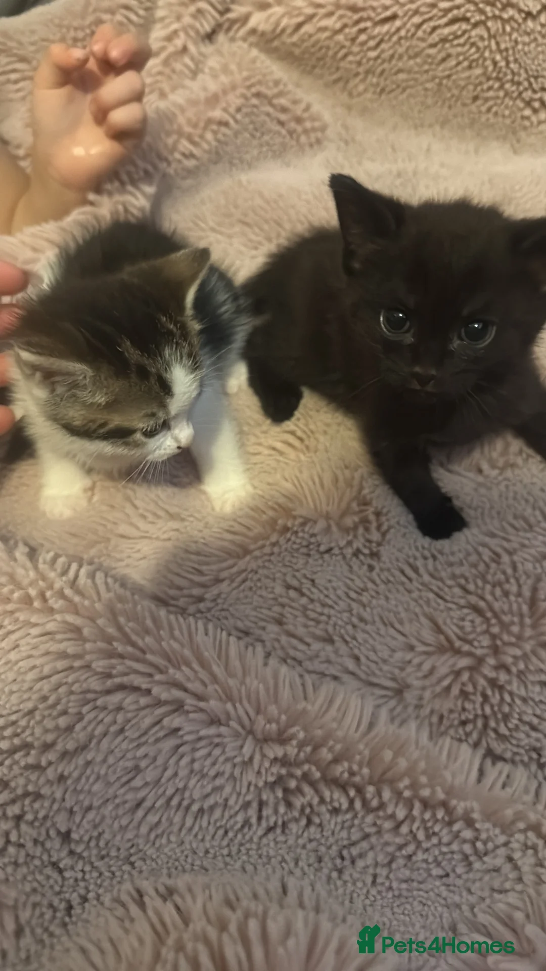 Mixed Breed cats for sale: 2 kittens for new homes in Chelmsford - Advert 1