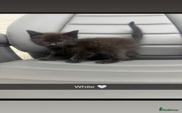 Mixed Breed cats for sale: 5 beautiful kittens  - Advert 5