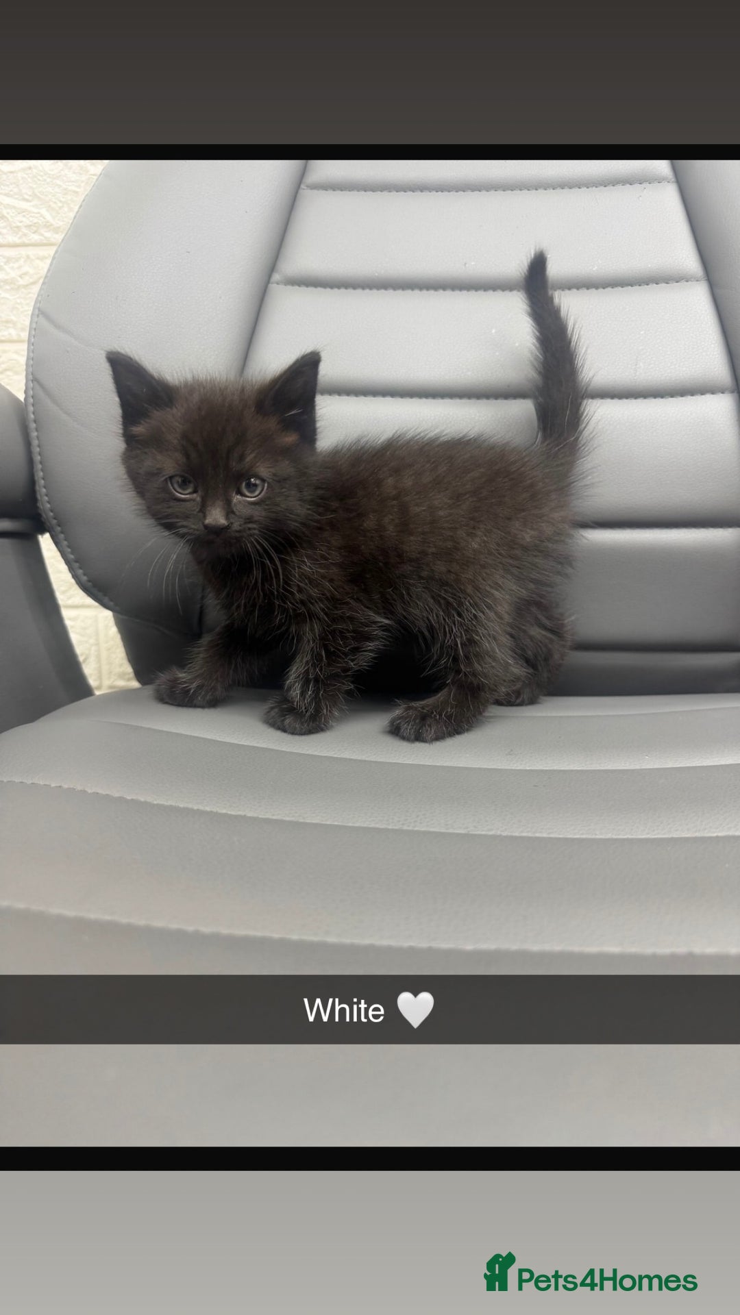 Mixed Breed cats for sale: 5 beautiful kittens  - Advert 5