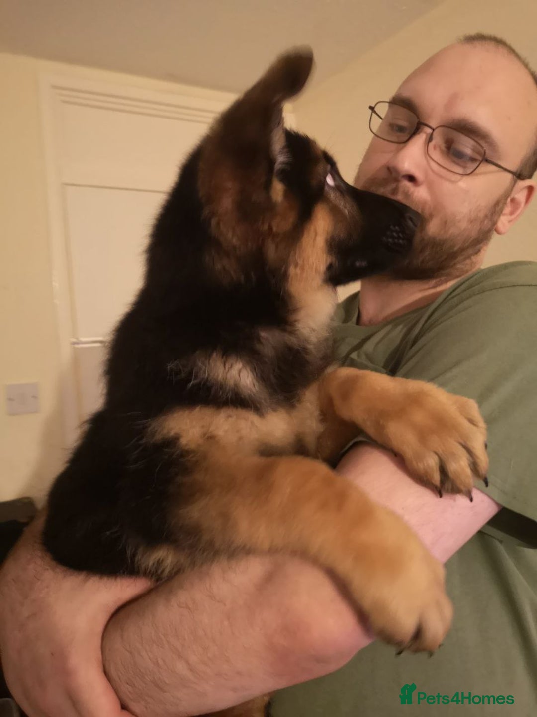 German Shepherd dogs for sale: One large straight back male puppy 11 weeks - Advert 14