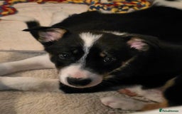 Border Collie dogs for sale: Border collie puppies - Image 8