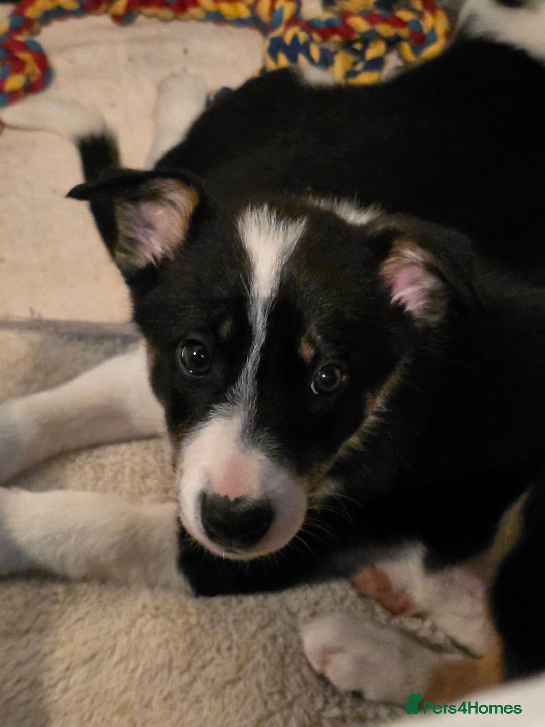 Border Collie dogs for sale: Border collie puppies - Image 8