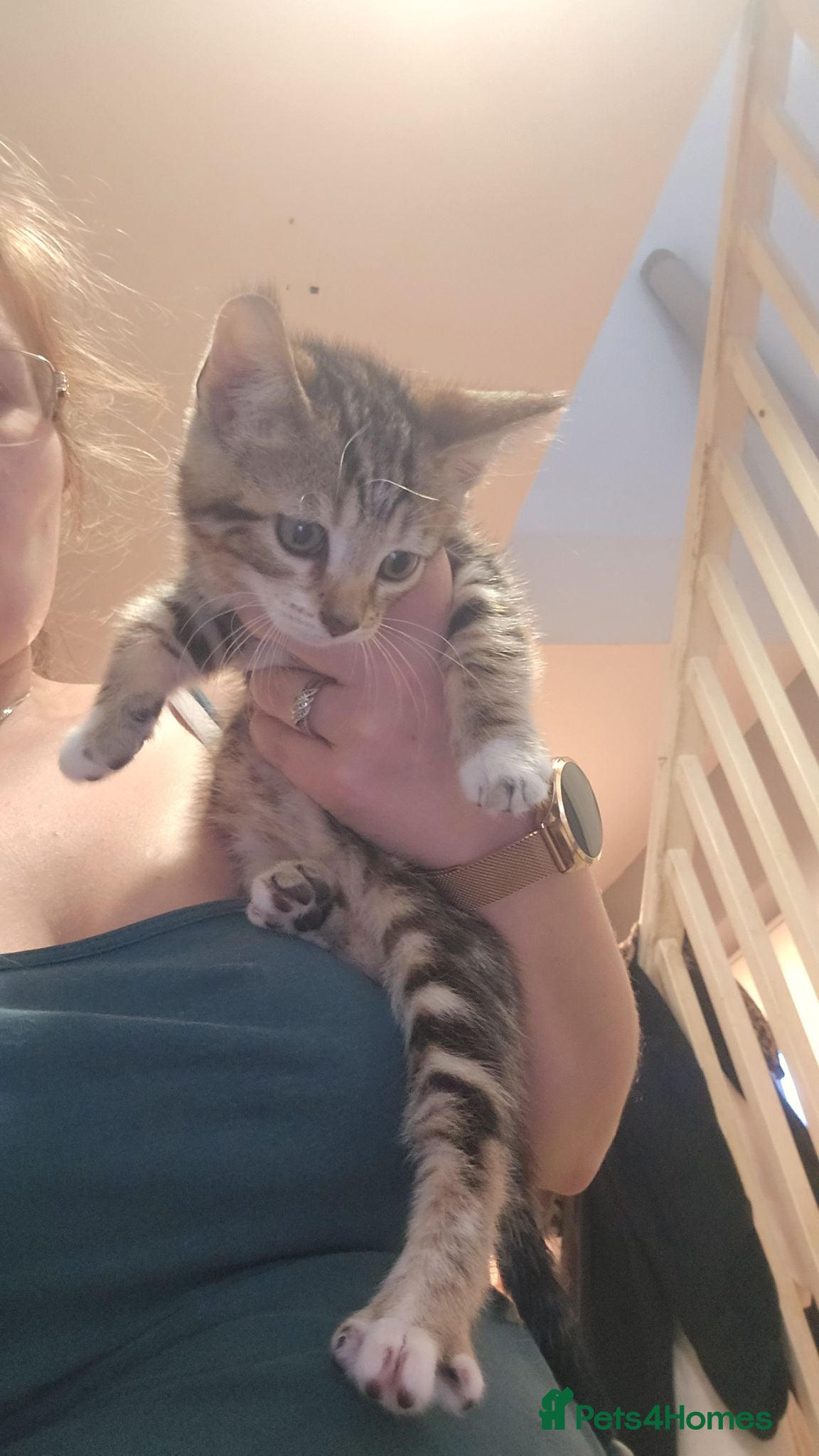 Bengal cats Mixed bengal clubs  - Advert 15