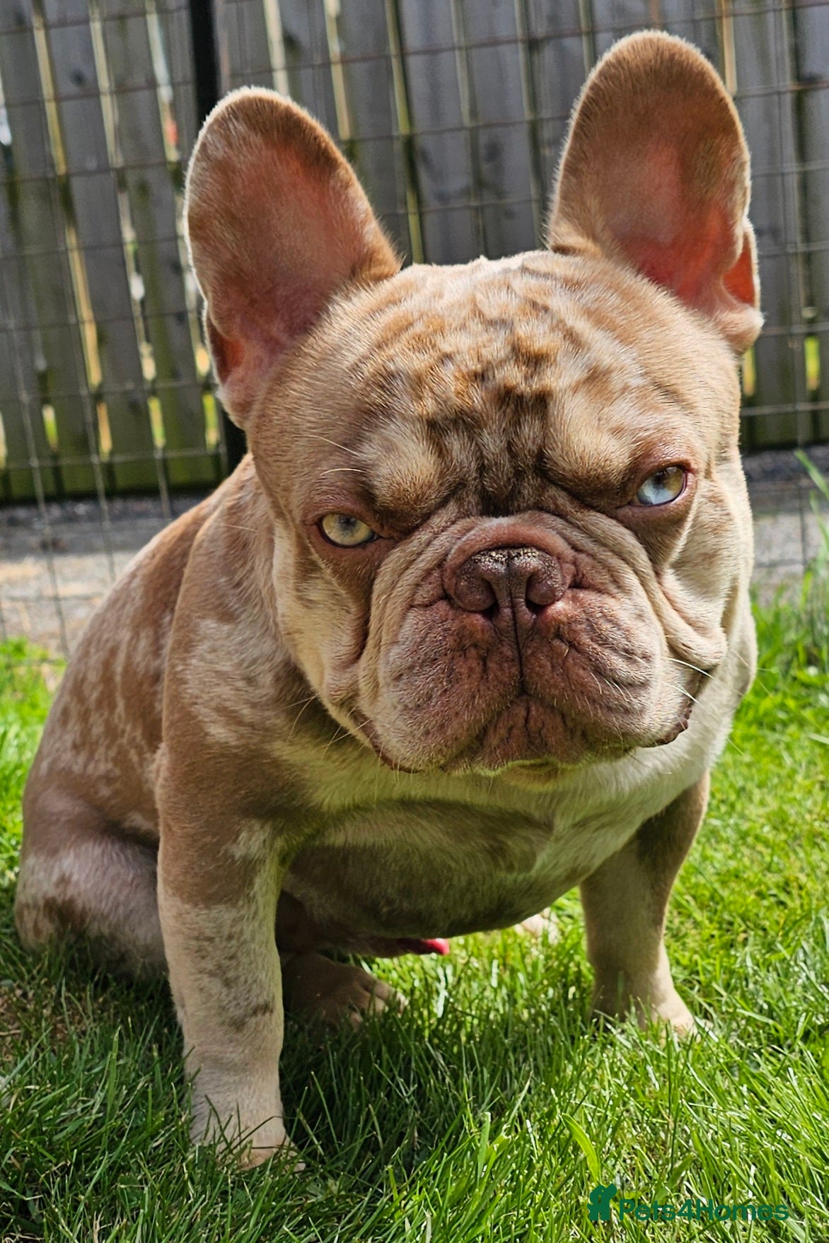 French Bulldog dogs Exceptional isabella and tan merle for stud in Aberdeen - Advert 16