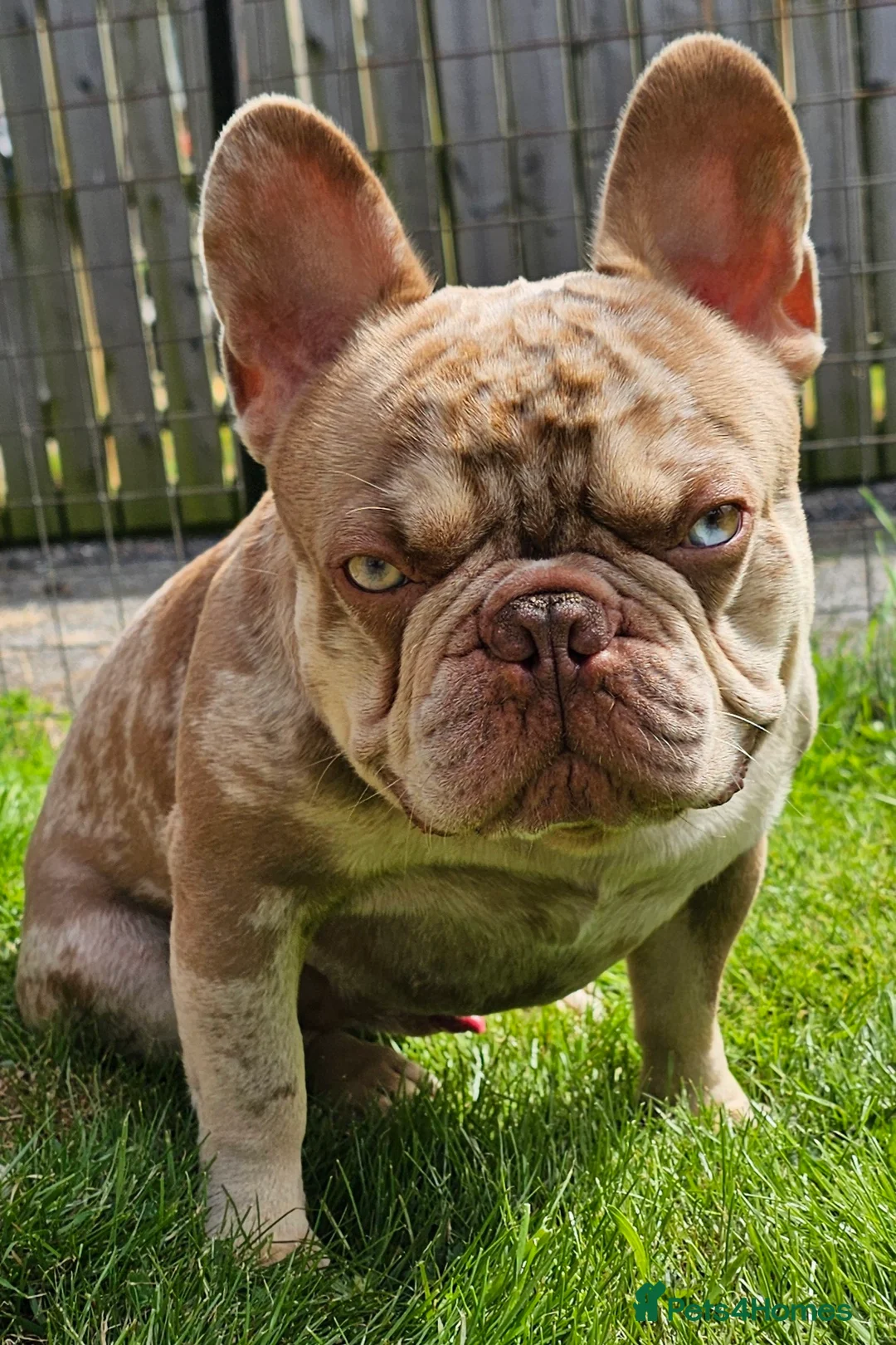 French Bulldog dogs for stud: Exceptional isabella and tan merle for stud in Aberdeen - Advert 1
