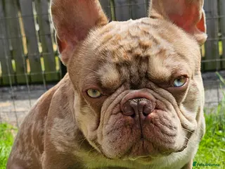 French Bulldog dogs Exceptional isabella and tan merle for stud in Aberdeen - Advert 7