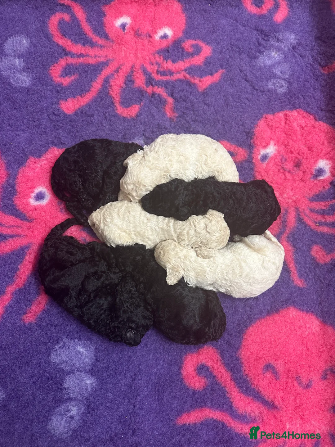 Standard Poodle dogs for sale: Seven Wonders of Standard Poodle Puppies - Advert 8