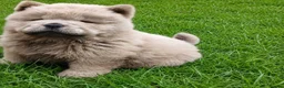 Chow Chow dogs for sale: 10 week old chow chows  - Advert 7