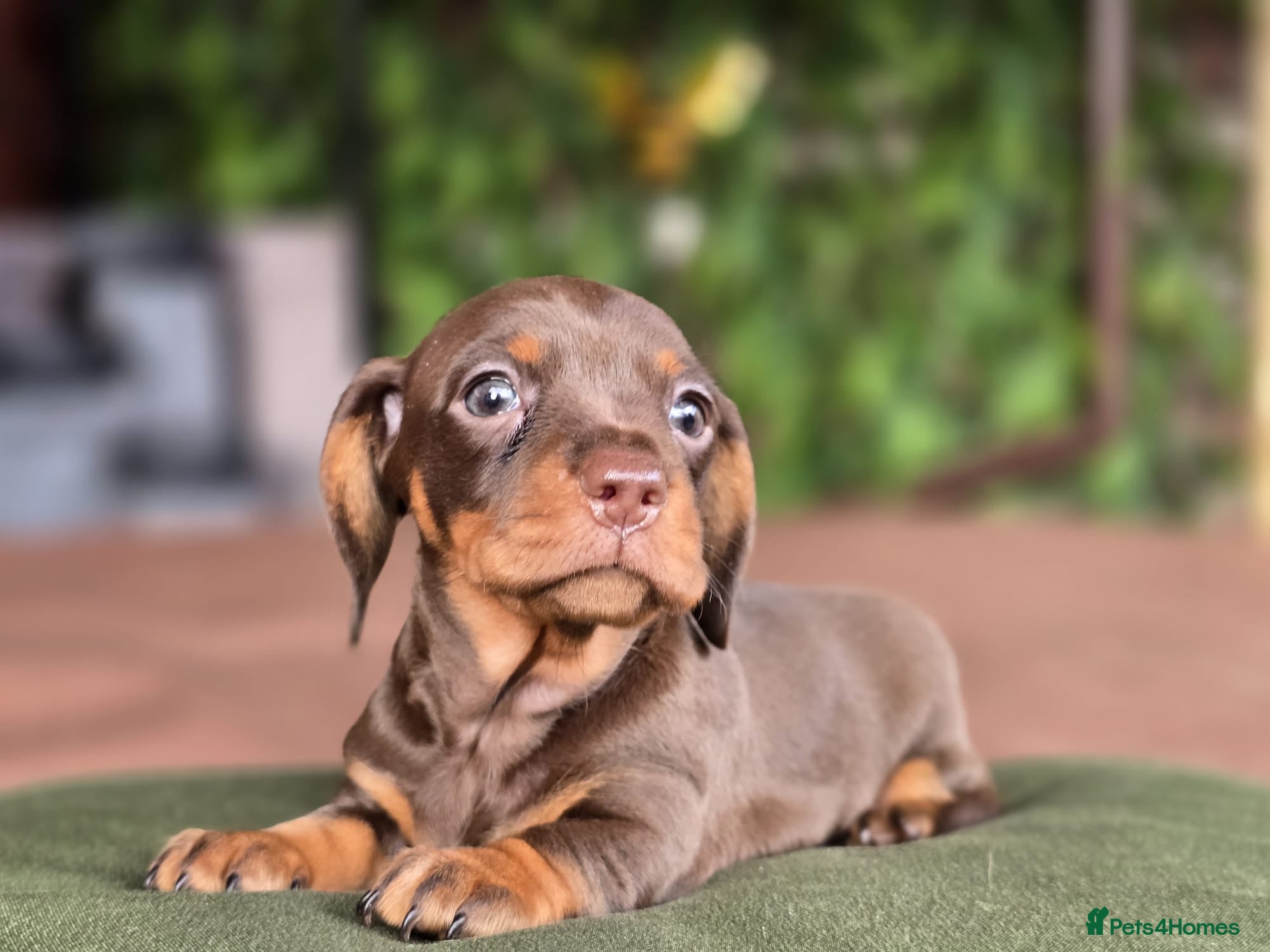 Miniature Dachshund dogs 1 little choc and tan girl left Pra clear  - Advert 1