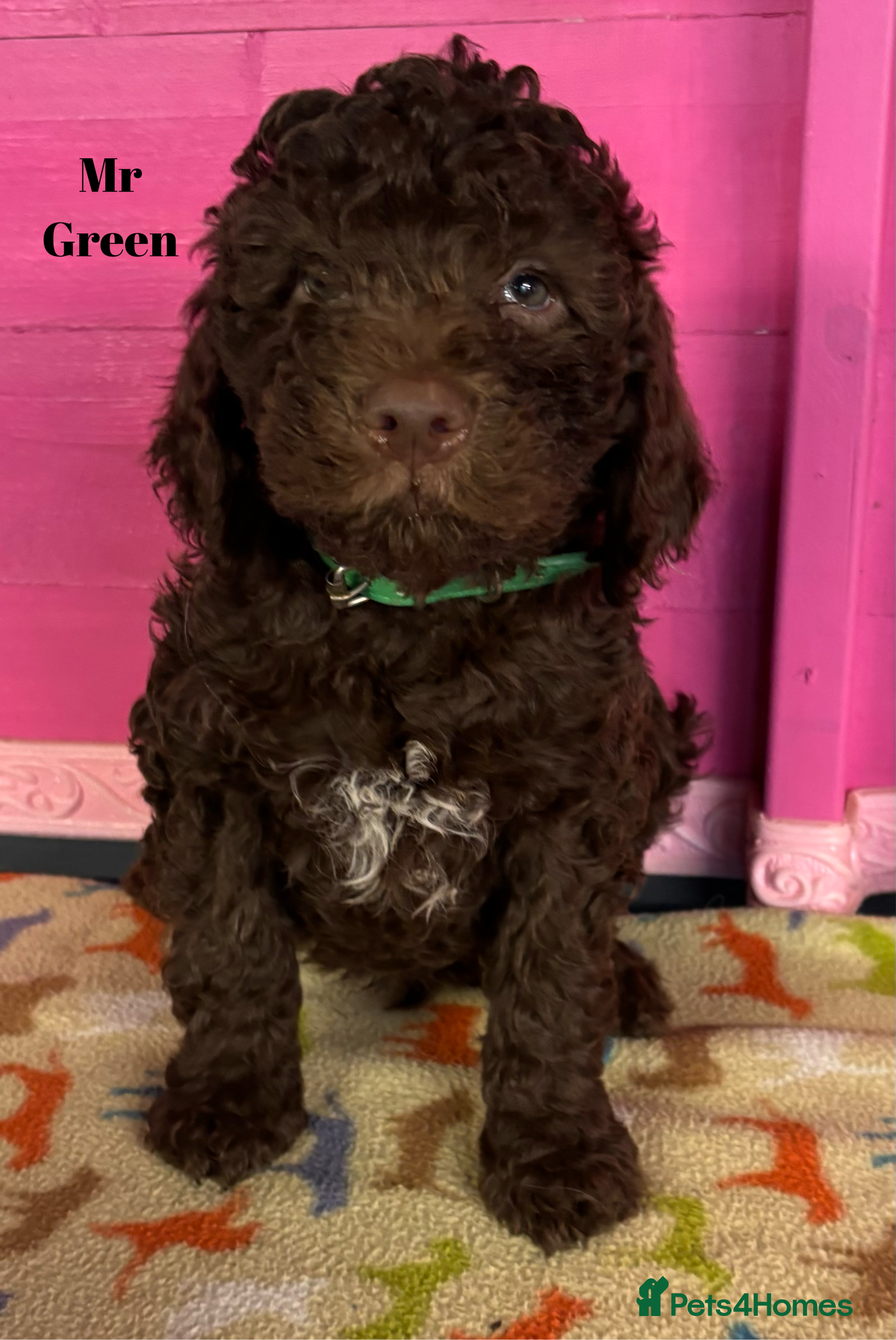 Lagotto Romagnolo dogs KC Registered Lagotto Puppies (⭐️⭐️⭐️⭐️⭐️ Breeder) - Advert 2