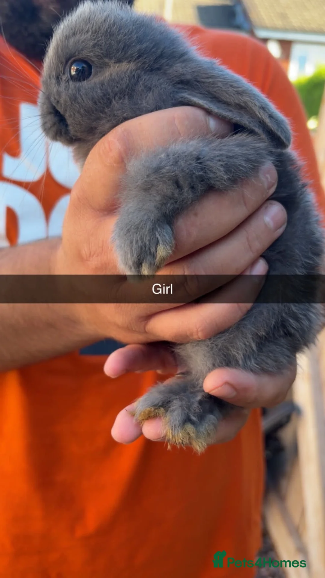 Mini Lop rabbits for sale: Mini lop babies - Advert 6