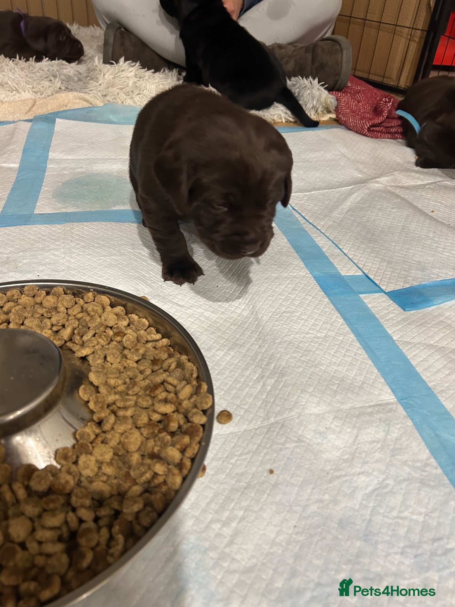 Labrador Retriever dogs Labrador puppies  - Advert 2