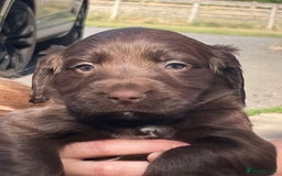 Mixed Breed dogs for sale: Sprockador puppies for sale  - Image 13