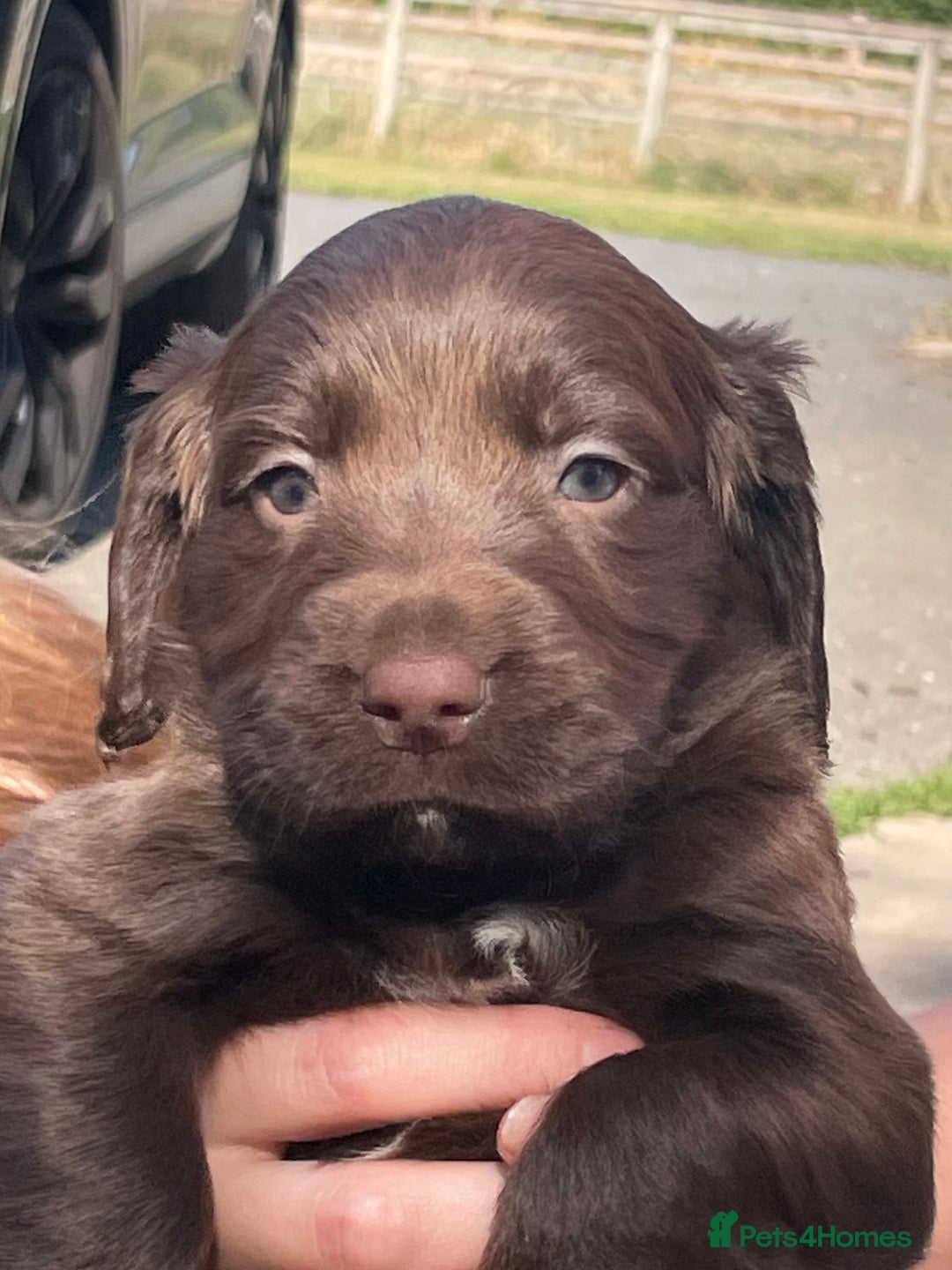 Mixed Breed dogs for sale: Sprockador puppies for sale  - Image 13