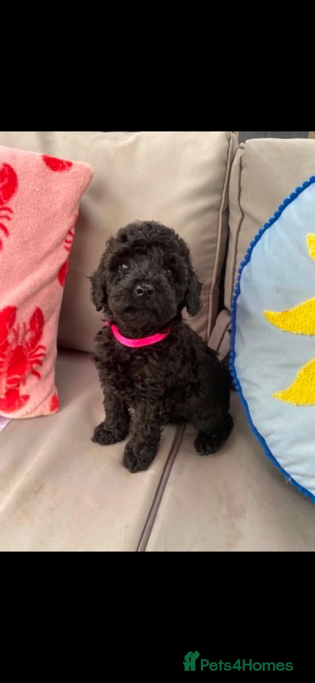 Cockapoo dogs for sale: Cockapoo Puppies - Advert 5