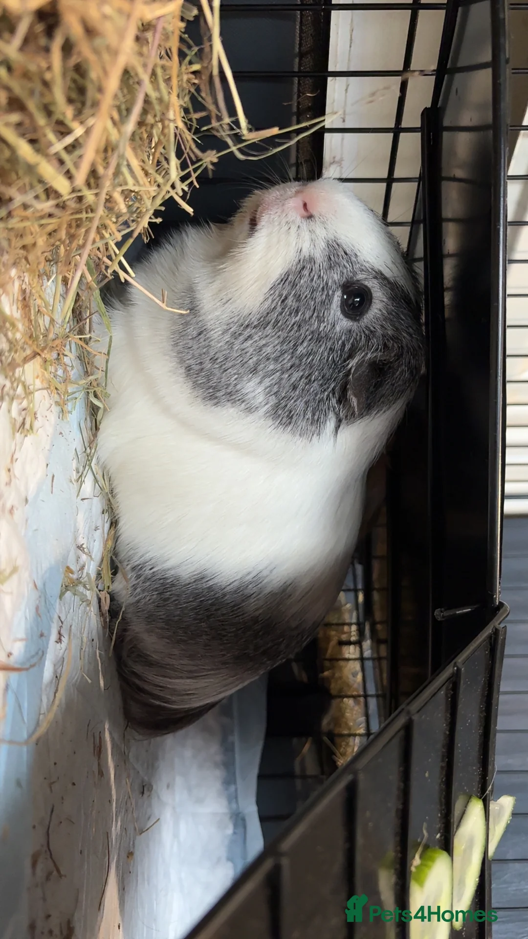 Guinea Pig rodents for sale: 2 Male bonded guinea pigs  - Advert 6