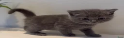 Scottish Fold cats for sale: Scottish kittens  in Rugby - Advert 6