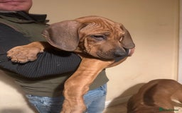 Rhodesian Ridgeback dogs for sale: Stunning Rhodisian Ridgeback Girls - Image 7