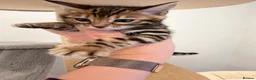 Bengal cats for sale: Bengal kittens 🥰🥰🥰🇬🇧🇬🇧🇬🇧 - Advert 7