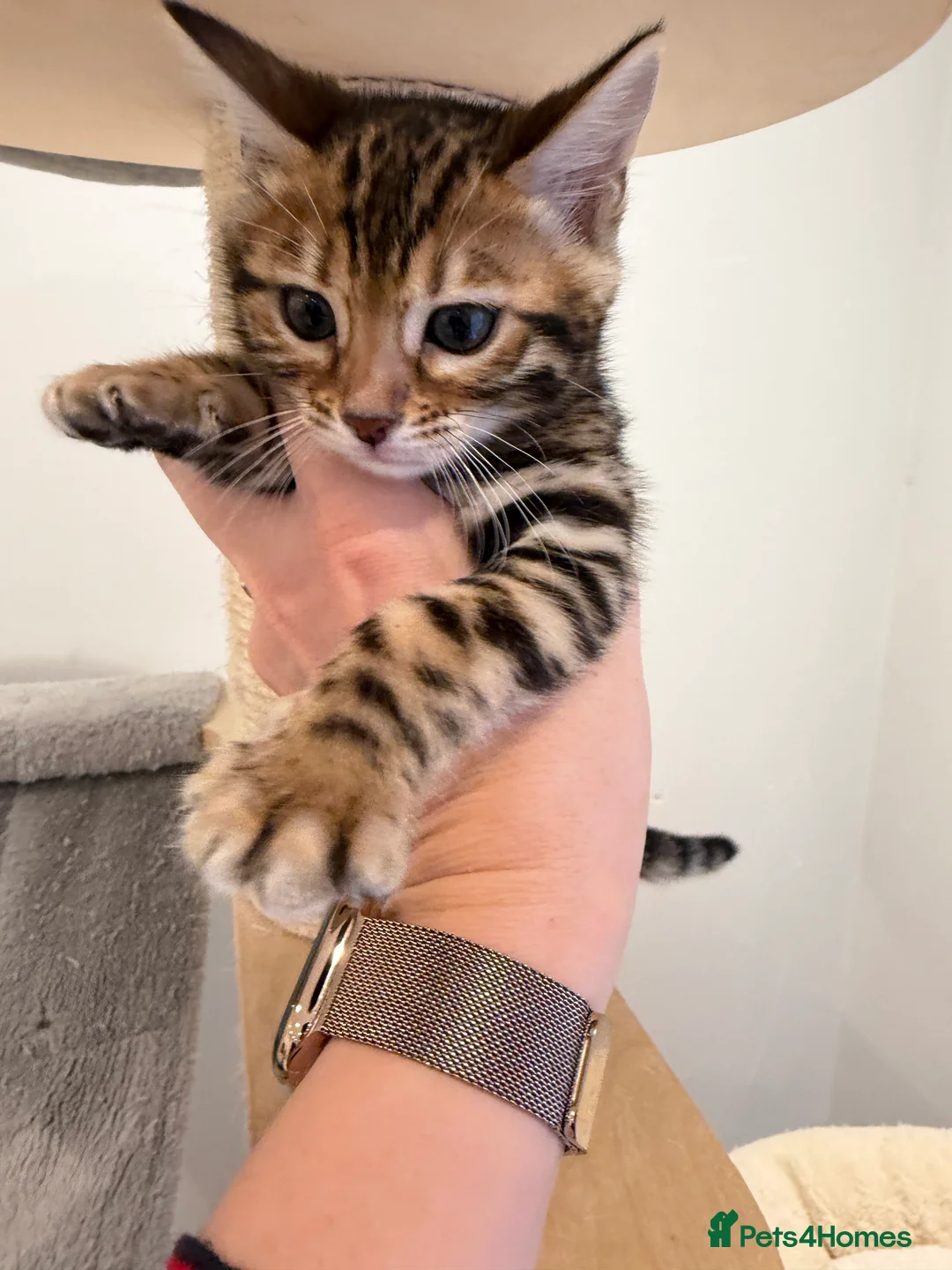 Bengal cats for sale: Bengal kittens 🥰🥰🥰🇬🇧🇬🇧🇬🇧 - Advert 7