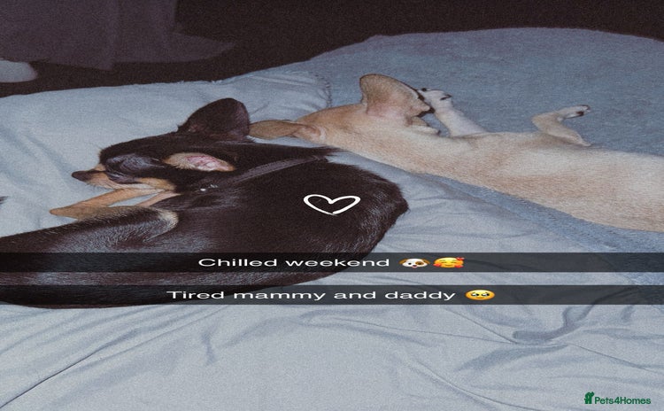 Chihuahua dogs - Advert 12