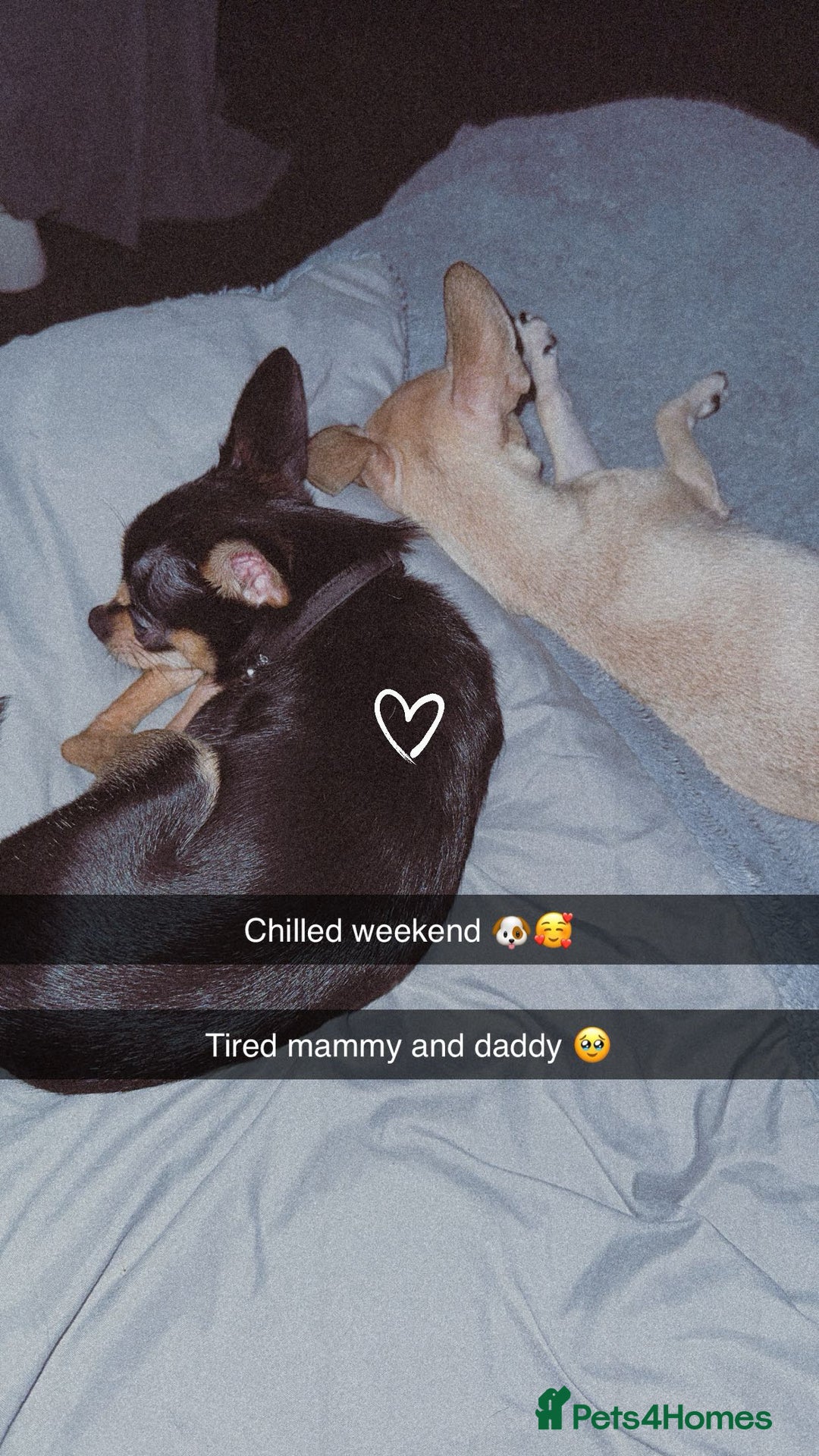 Chihuahua dogs for sale: 2 beautiful pups for sale - Image 1
