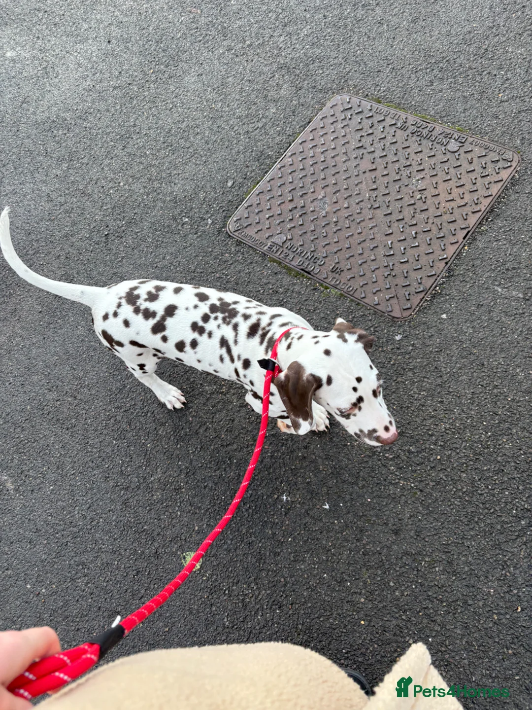 Dalmatian dogs for sale: Stunning KC Registered Liver Spotted Dalmatian ✨ - Advert 9