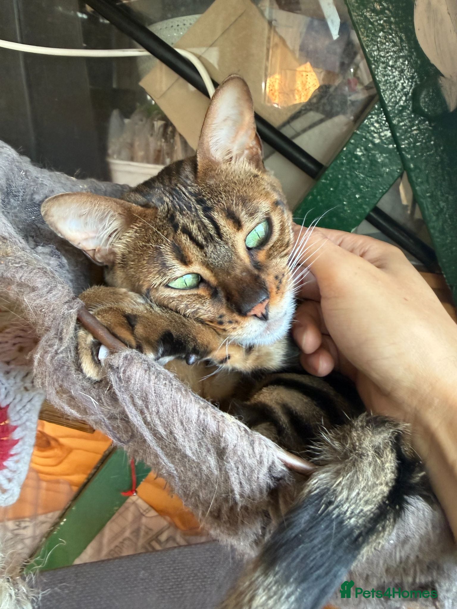 Bengal cats Female Friendly Bengal pet - Advert 12