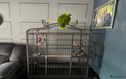 Parrots birds for sale: Beautiful Blue fronted Amazon parrot with cage - Image 3