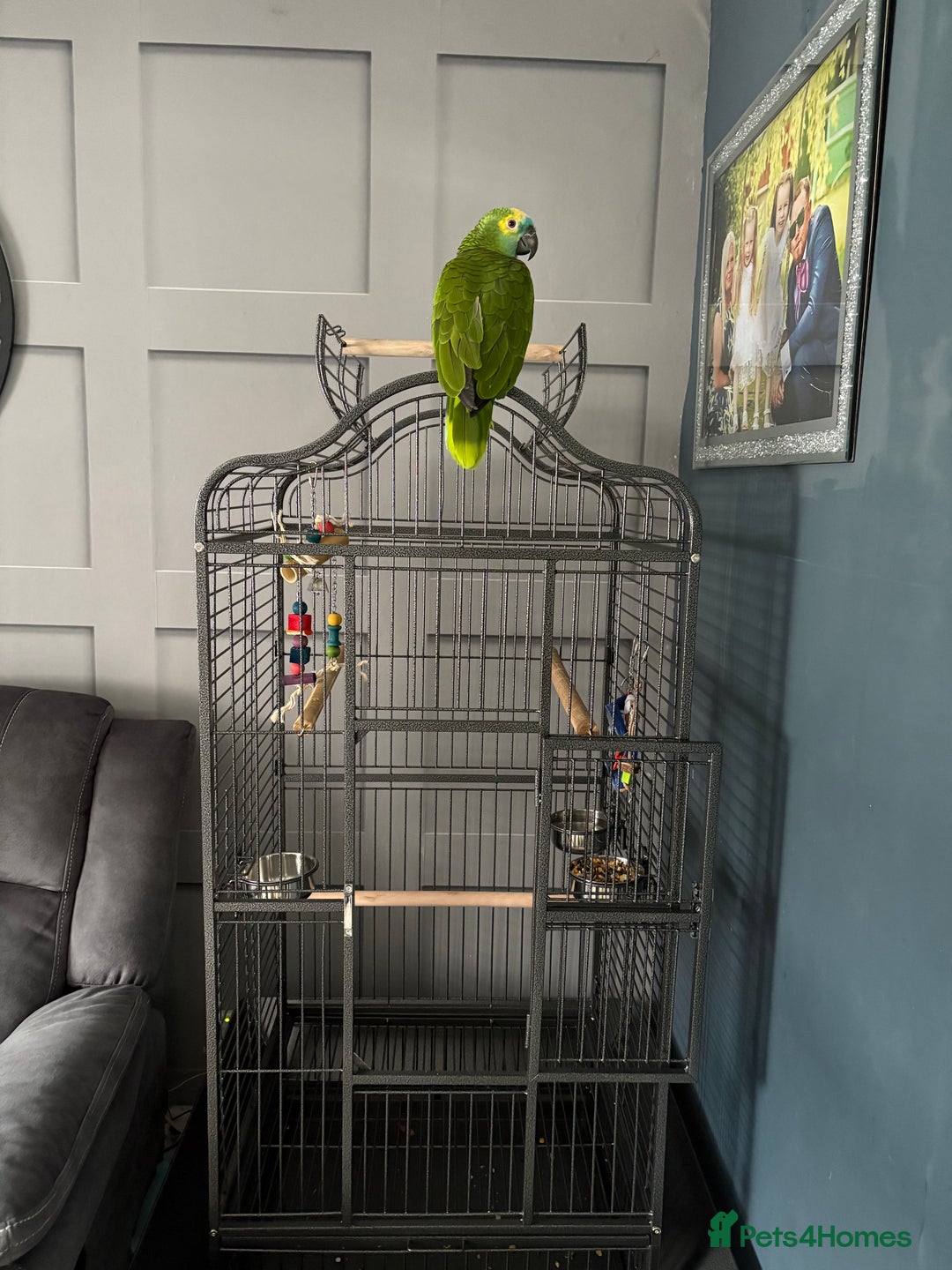 Parrots birds for sale: Beautiful Blue fronted Amazon parrot with cage - Image 3