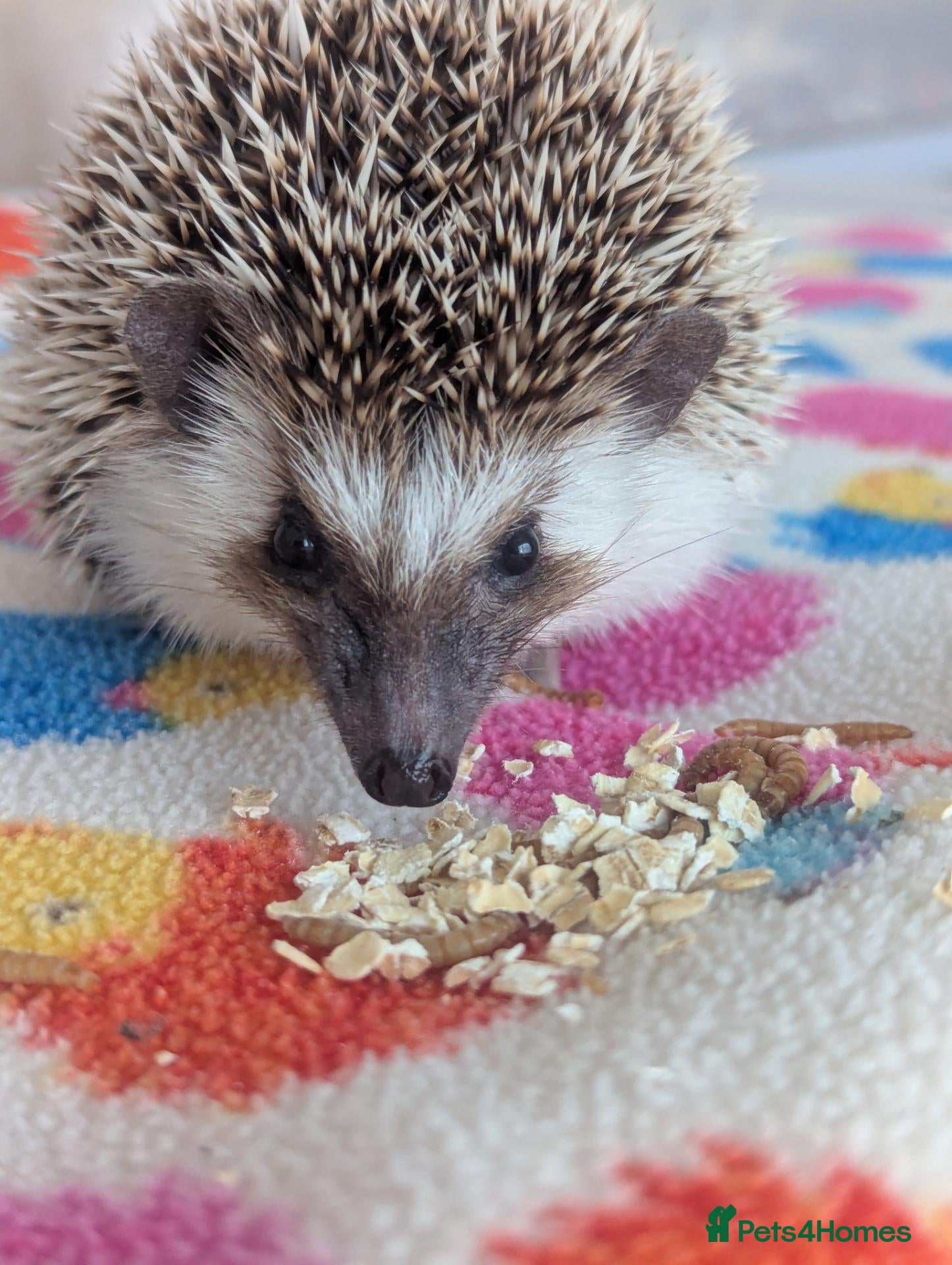 Pygmy Hedgehog rodents for sale: Grey Pinto Female 14 weeks old. ONLY £150 - Advert 2
