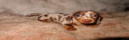 Miniature Dachshund dogs for sale: Long Haired Mini Dachshunds 🐶 - Advert 3