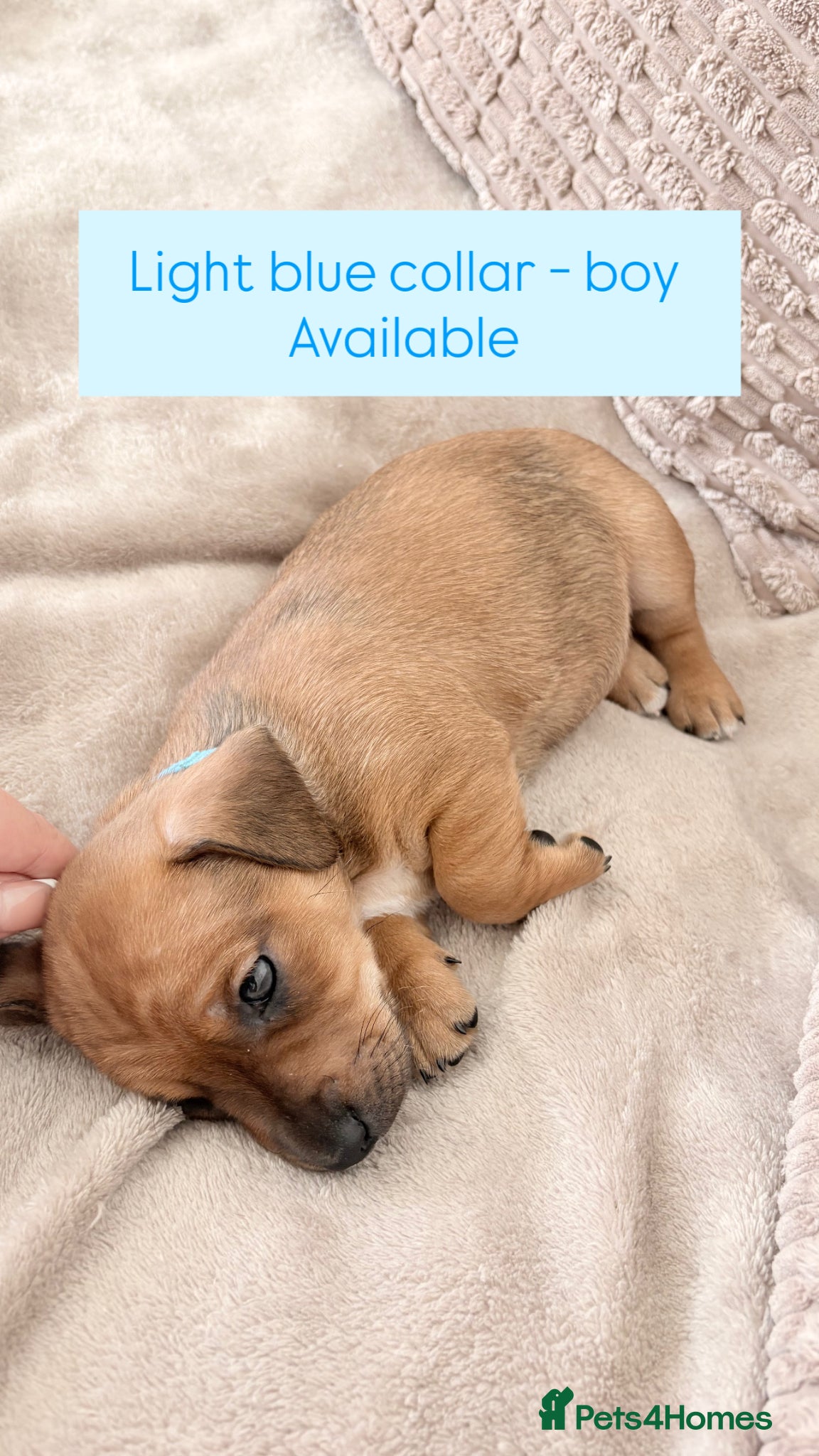 Jackshund dogs Gorgeous Jackshund (JRT x Dachshund) pups - Advert 2