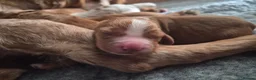 Cocker Spaniel dogs for sale: KC, Docked legally working Cocker Spaniels - Advert 33