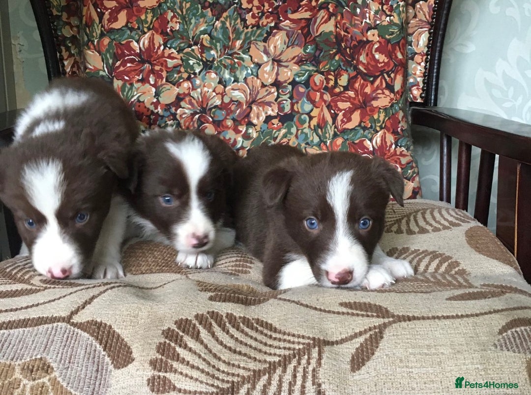 Border Collie dogs for sale: Gorgeous border collie puppies - Image 8