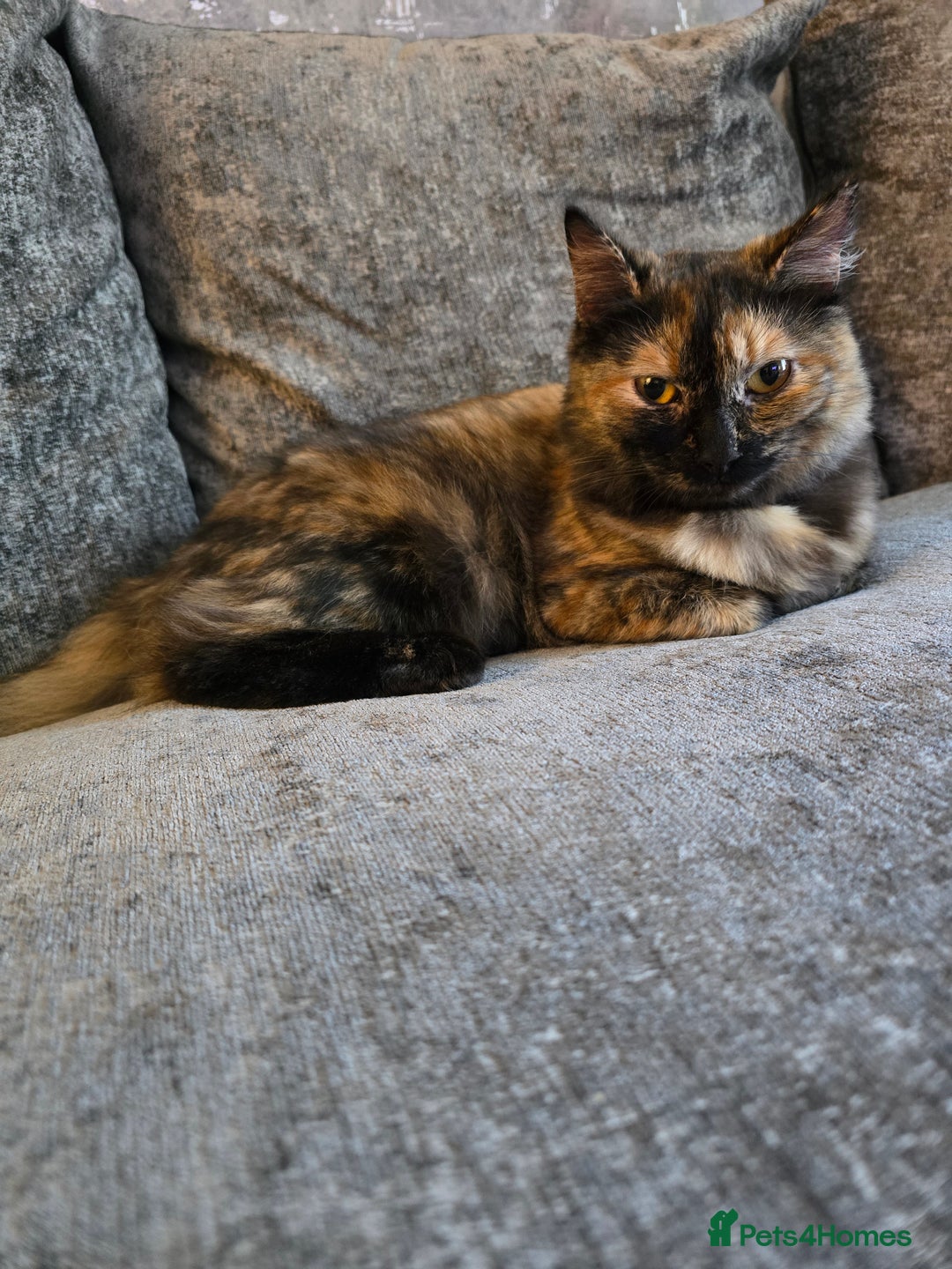 Ragdoll cats for sale: Half ragdoll cat, 1 year old called cookie!! - Image 5