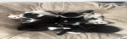 British Shorthair cats for sale: Adorable Kittens Looking for Loving Homes 🐾  - Advert 8