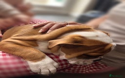 English Bulldog dogs for sale: English bulldog puppies kc reg  - Image 1