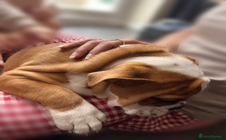 English Bulldog dogs - Advert 8