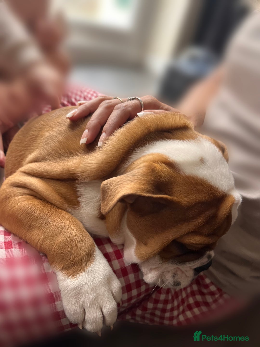 English Bulldog dogs for sale: English bulldog puppies kc reg  - Image 1