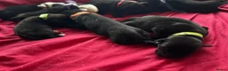 Mixed Breed dogs for sale: Husky/staff corso/presa pups  in Birmingham - Advert 6