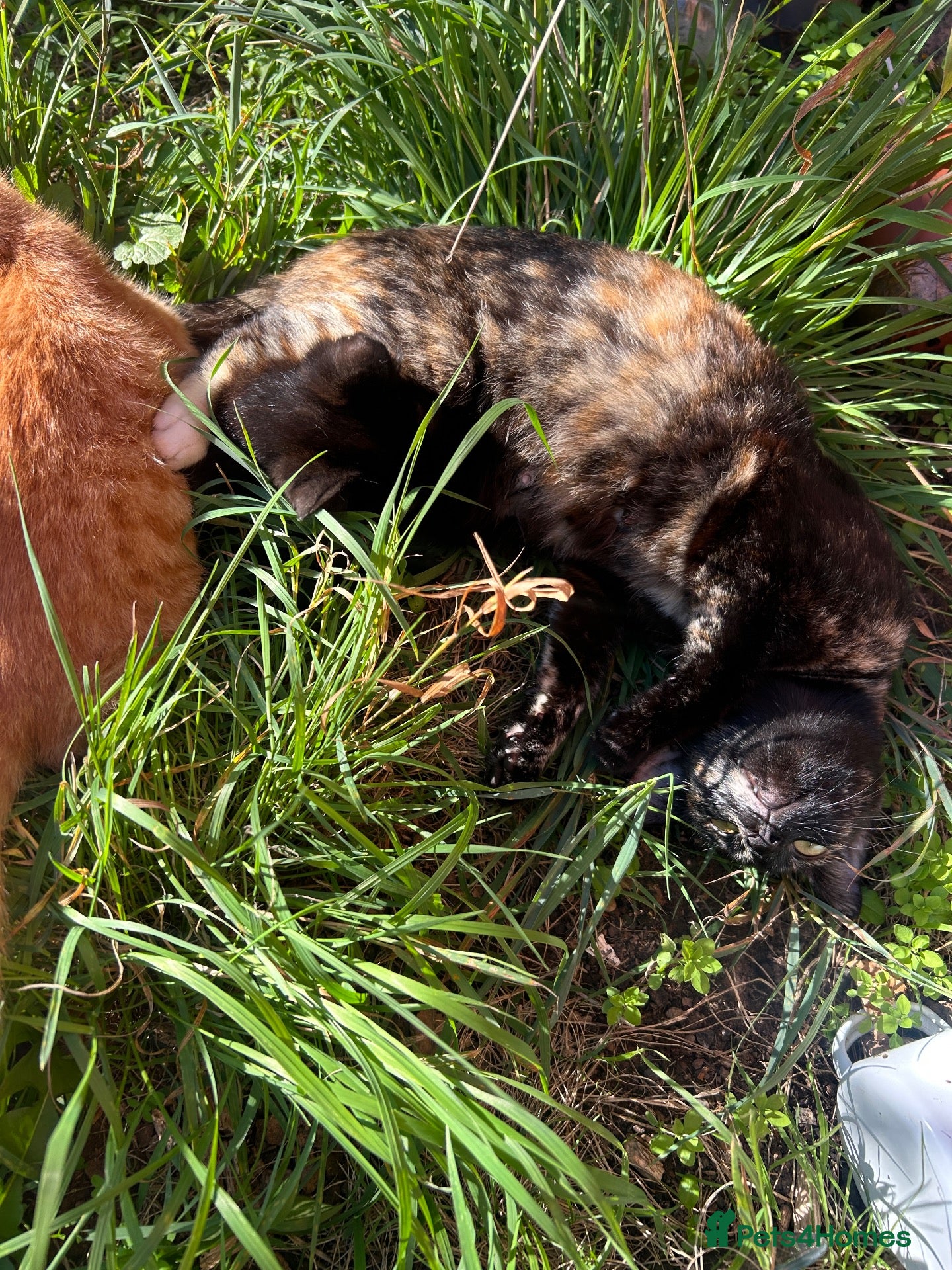 Mixed Breed cats 6 beautiful kittens for sale! - Advert 17