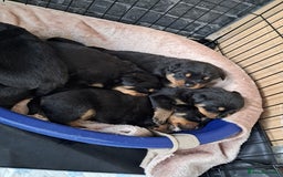 Rottweiler dogs for sale: Rottweiler puppies - Image 5