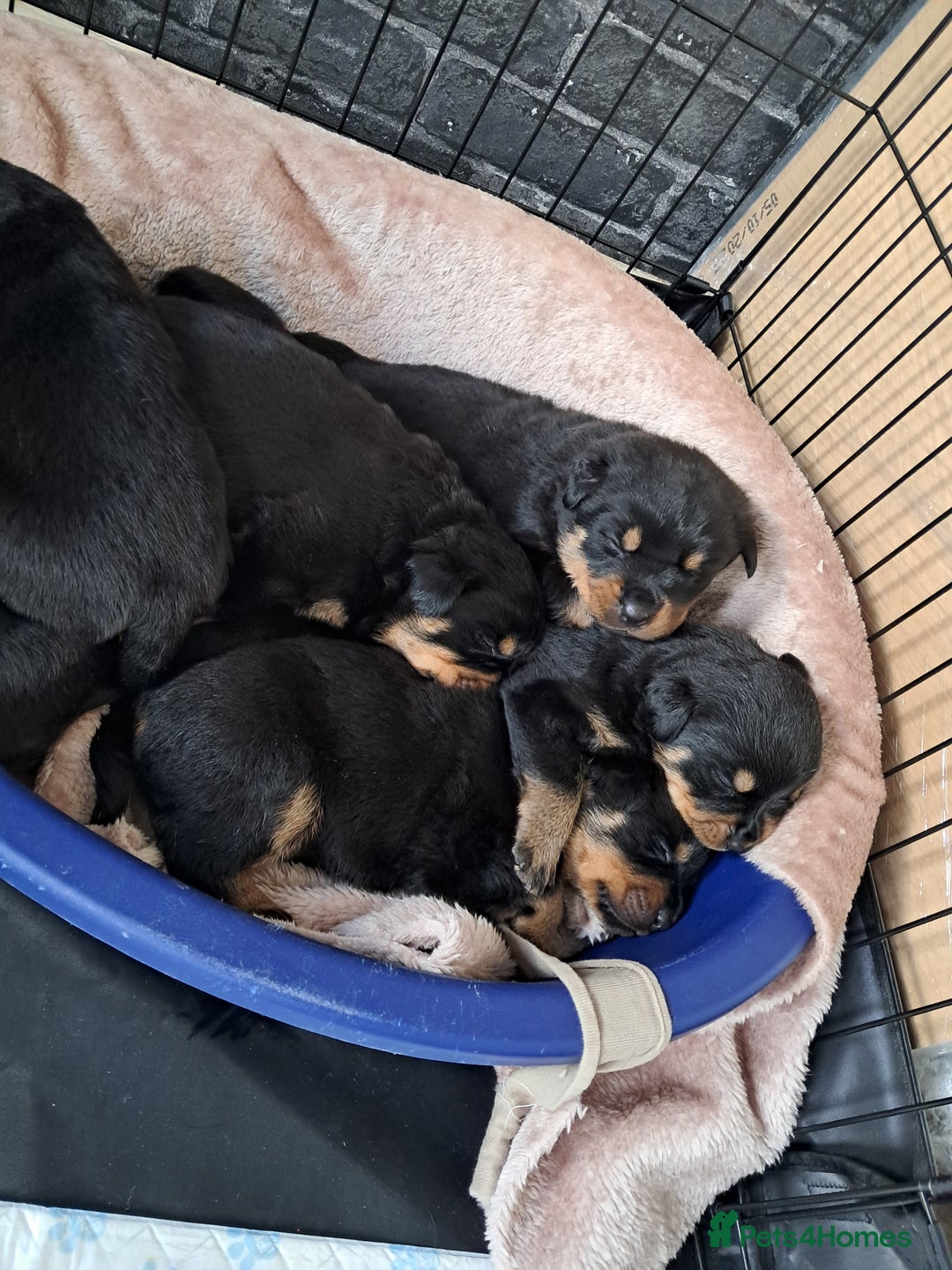 Rottweiler dogs for sale: Rottweiler puppies - Image 5