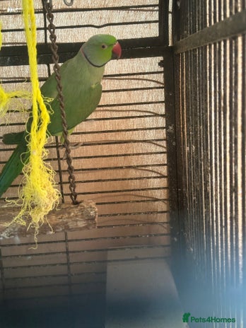 Parrots birds - Advert 4